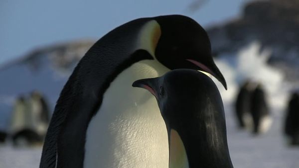 Очима пінгвінів